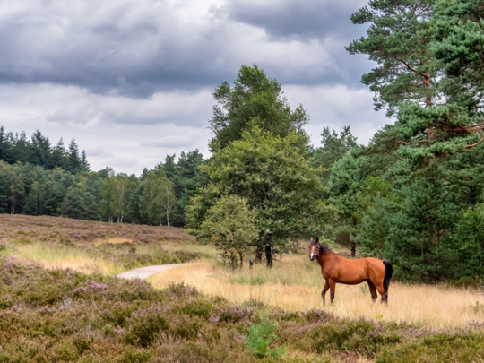 Hero cards mobile Veluwe Badkamerrenovatie