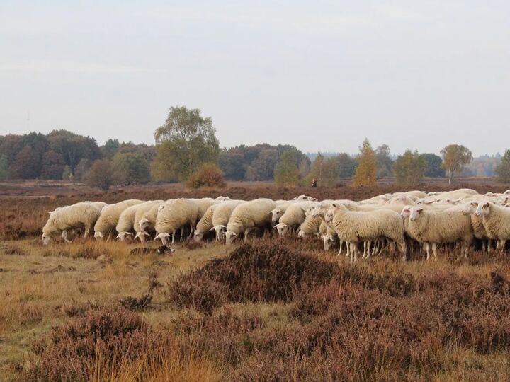 schapen nunspeet