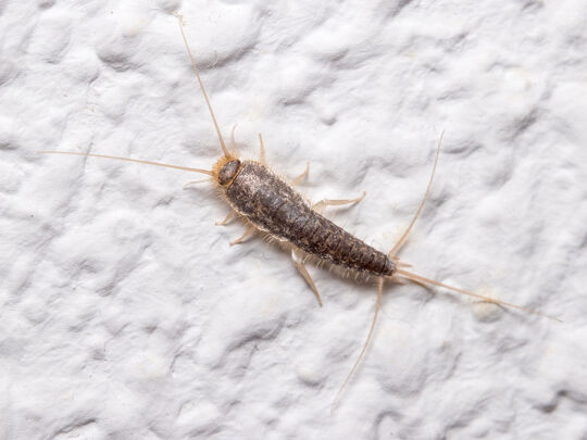 2402_Blog-Zilvervisjes_Slider_1420x1066px-3