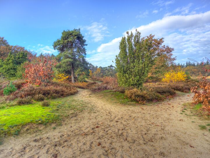 Natuur in het Mensingebos